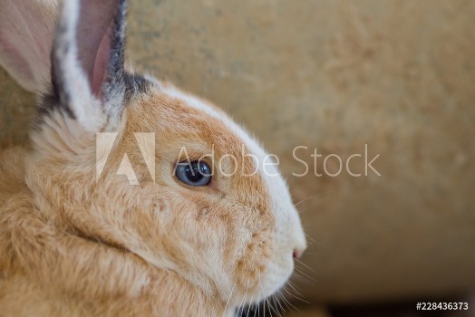 Picture of brown rabbit bunny pet